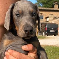 Dobermann cucciolo blu