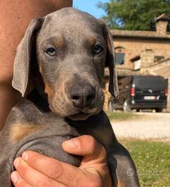 Dobermann cucciolo blu