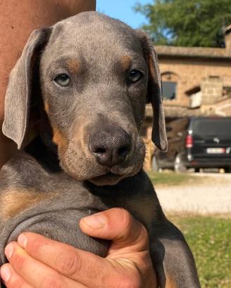 Dobermann cucciolo blu