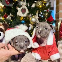 Cuccioli amstaff blu con pedigree allevamento