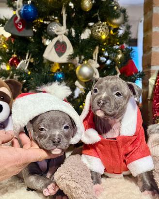 Cuccioli amstaff blu con pedigree allevamento