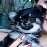 Chihuahua maschietto Pedigree