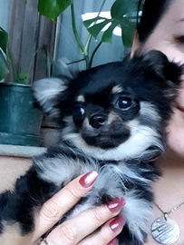 Chihuahua maschietto Pedigree