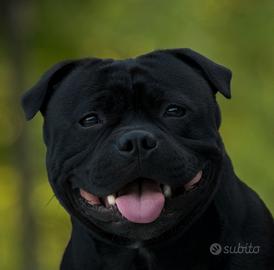 Staffordshire bull terrier