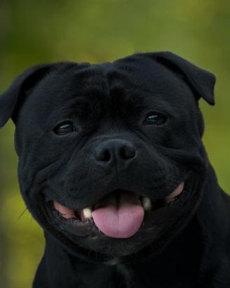 Staffordshire bull terrier