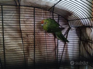 Kakariki