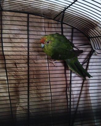 Kakariki