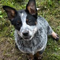 Cuccioli Australian Cattle Dog (bovaro australiano