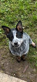 Cuccioli Australian Cattle Dog (bovaro australiano