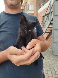 Gattini
