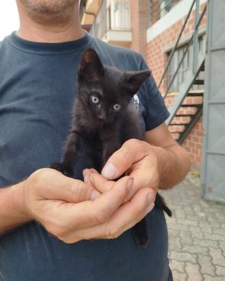 Gattini