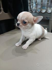 Chihuahua maschietto mini toy