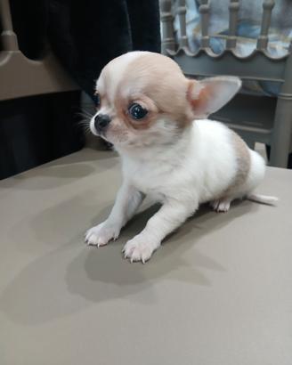 Chihuahua maschietto mini toy