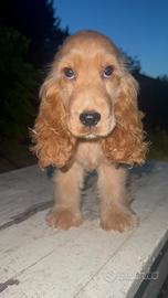 Cocker spaniel inglese
