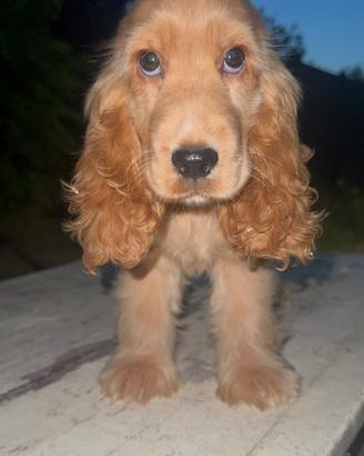 Cocker spaniel inglese