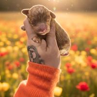 Cucciolo barboncino minitoy