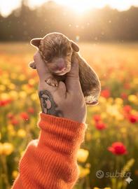 Cucciolo barboncino minitoy