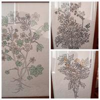Sei stampe, disegni erbario su carta-cornici legno