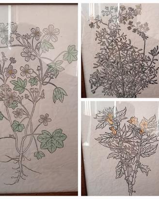 Sei stampe, disegni erbario su carta-cornici legno