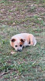 cucciolo australian cattle dog