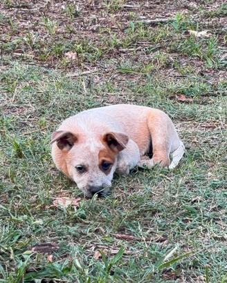 cucciolo australian cattle dog