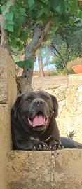 Cane corso maschio
