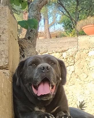 Cane corso maschio