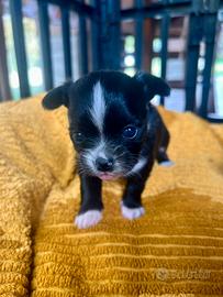 Meravigliosa cucciola di chihuahua