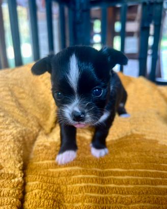 Meravigliosa cucciola di chihuahua