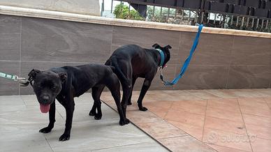 American pitbull terrier