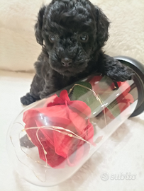 Cuccioli di barboncino nano