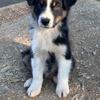 Cuccioli australian shepherd pastore australiano