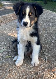 Cuccioli australian shepherd pastore australiano