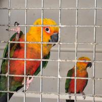 Pappagalli coppie e pulli