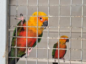 Pappagalli coppie e pulli