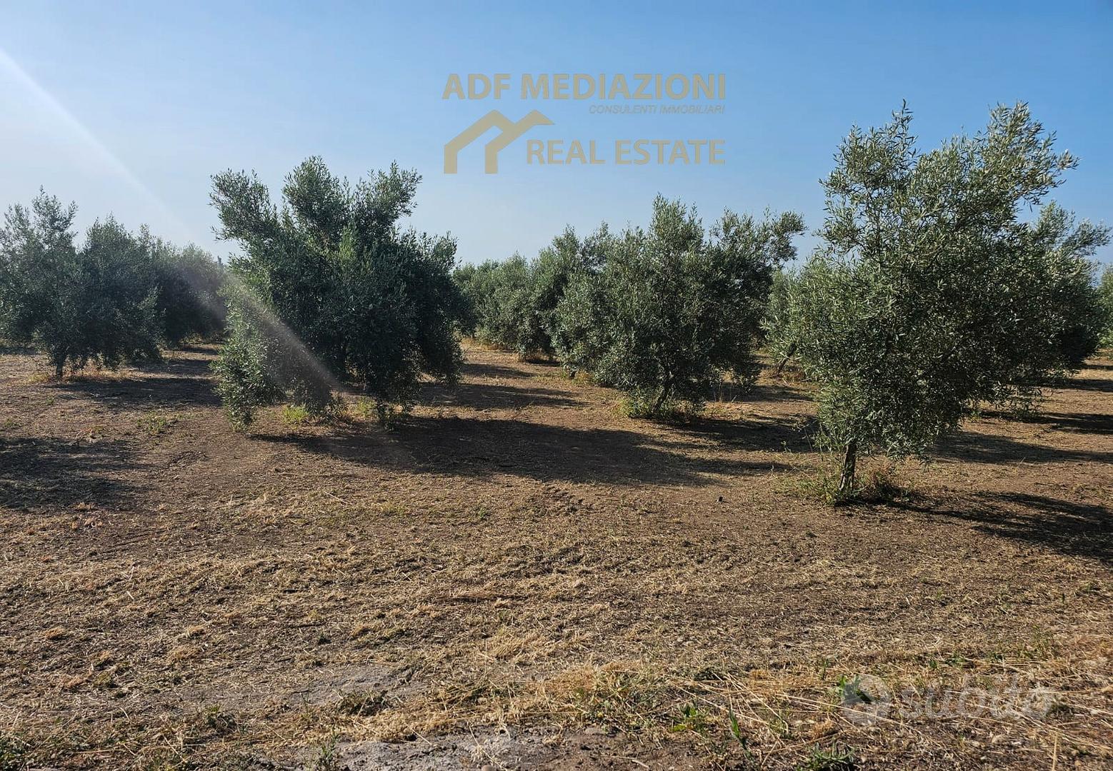 4H.Di Uliveto Con Terreno - Vista 3