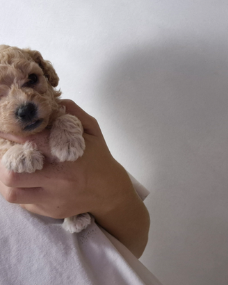Cuccioli barboncini mini toy