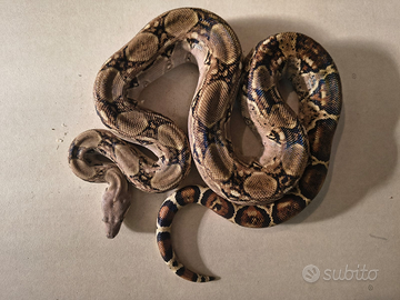 Cessione serpenti: moluro, boa costrictor e altro