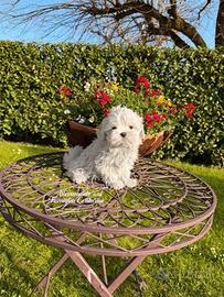 Cuccioli razza maltese