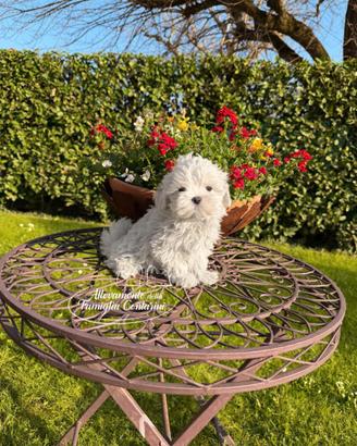 Cuccioli razza maltese