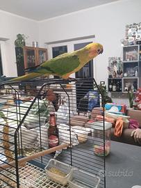 Piccolo di conuro del sole