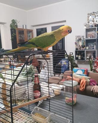 Piccolo di conuro del sole