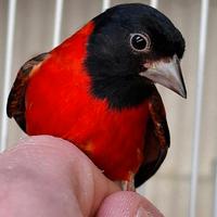 Cardinalini del venezuela