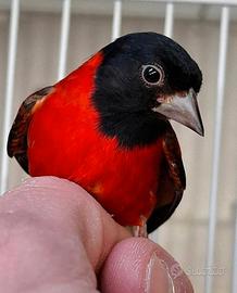 Cardinalini del venezuela