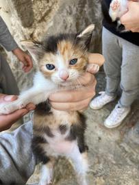Gattini di un mese