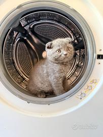 Gatti Scotch