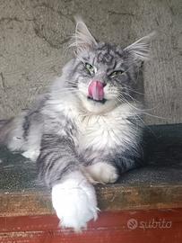 Stallone mainecoon silver per monta