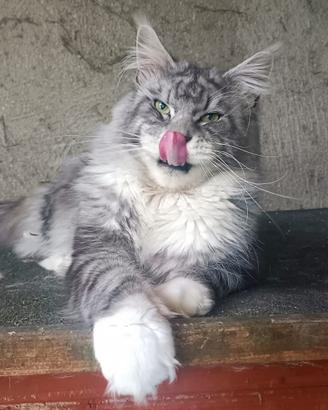 Stallone mainecoon silver per monta