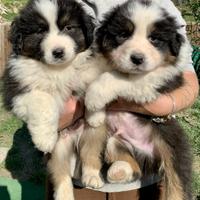 Pastori australiani cuccioli red-black-blu merle