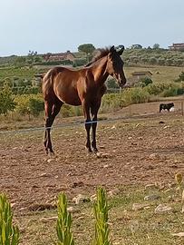 cavallo Paint per t.p.r 